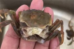 海水蟹類(lèi)脫殼期死亡的原因是什么，如何處理？
