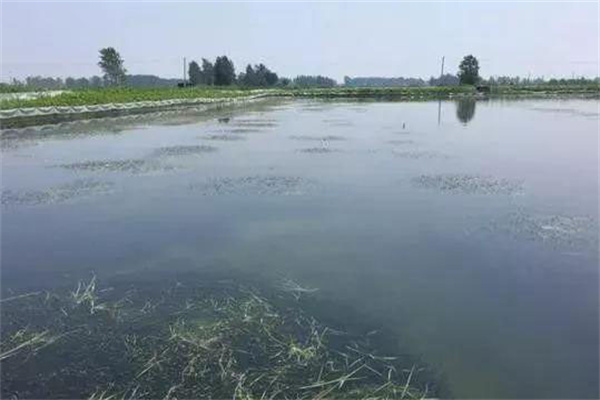栽種水草，嚴(yán)格管護(hù)
