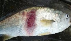 腸炎病，豎鱗病等細菌性魚病防治技術(shù)問答