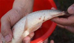 怎樣防治魚的中華魚鳋病，其癥狀表現(xiàn)如何？
