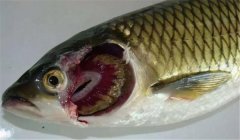 魚類爛鰓病的病因是什么，有哪些癥狀表現(xiàn)？