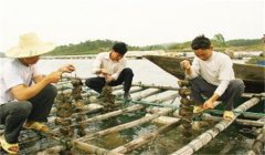 河蚌怎樣采捕、運(yùn)輸與暫養(yǎng)