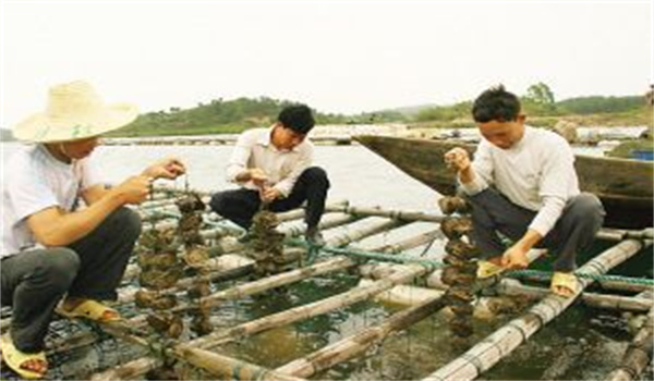 河蚌怎樣采捕、運(yùn)輸與暫養(yǎng)
