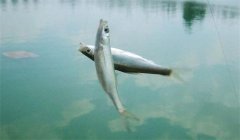 釣到的白條魚能養(yǎng)活嗎？釣白條魚要注意什么？