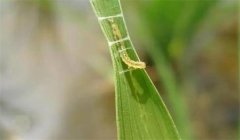 稻縱卷葉螟用什么藥防治，其發(fā)生規(guī)律是什么？