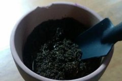 如何正確使用多菌靈 需注意什么，用多了會(huì)怎樣