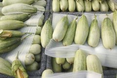 羊角蜜甜瓜什么時(shí)間成熟上市，怎么看熟不熟？