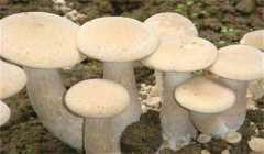 食用菌有哪些營養(yǎng)類型:腐生性、共生性、寄生性