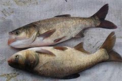 鳙魚和鰱魚的區(qū)別，鳙魚和鰱魚如何搭配放養(yǎng)