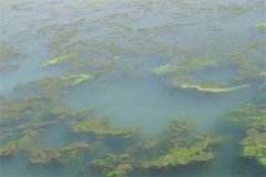 龍蝦池塘中的青苔怎么處理，怎么快速清除干凈