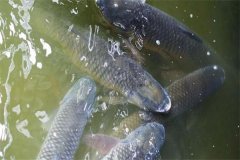 吊養(yǎng)草魚、鳙魚養(yǎng)殖經(jīng)驗總結(jié)