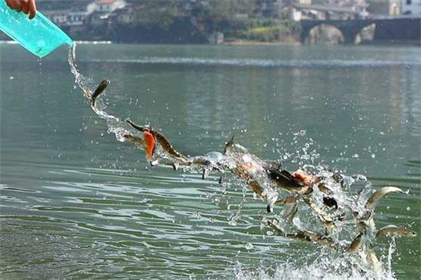 如何掌握好魚苗安全下塘、提高魚苗成活率