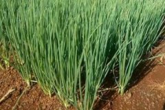 大蔥的品種有哪些，什么時(shí)間種植、怎樣種植