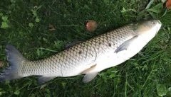 釣草魚用什么餌最好？釣草魚的方法和技巧