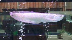銀龍魚(yú)水溫多少合適，銀龍魚(yú)怎么養(yǎng)及喂養(yǎng)技巧