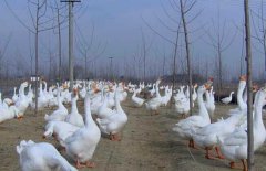 皖西白鵝養(yǎng)殖場(chǎng)地如何選擇、如何飼養(yǎng)與管理？