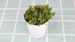 薄荷盆栽可以放臥室嗎？盆栽薄荷怎么養(yǎng)