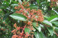 珊瑚樹(shù)的生態(tài)習(xí)性、栽培管理與園林用途