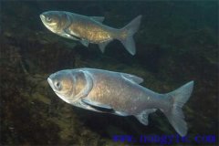 家魚混養(yǎng)池只死鰱鳙魚的原因是什么？