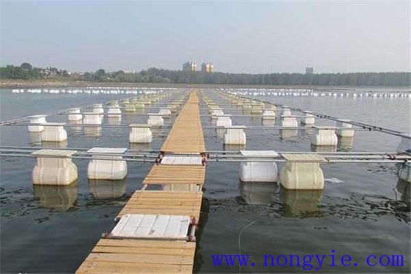 網(wǎng)箱養(yǎng)鱖魚網(wǎng)箱、網(wǎng)目大小和放養(yǎng)密度