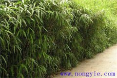 大明竹怎么養(yǎng)？大明竹的相關(guān)知識