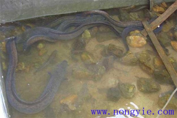 鰻魚(yú)口腔中有針蟲(chóng)是怎么回事