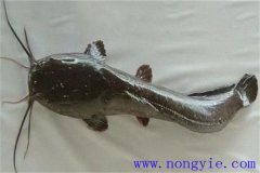 革胡子鯰怎么養(yǎng)殖，它有哪幾種養(yǎng)殖方式
