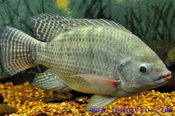 奧尼羅非魚飼養(yǎng)管理、人工投餌