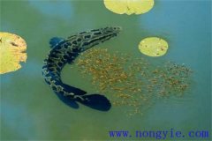 烏魚的產(chǎn)卵季節(jié)、成熟年齡、懷卵量與產(chǎn)卵量
