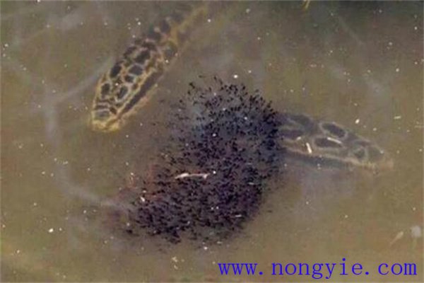 烏魚的懷卵量、產(chǎn)卵量