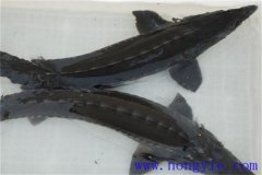 俄羅斯鱘魚常見病害有哪些，如何防治？