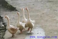 母鵝拔毛注意事項(xiàng) 母鵝拔毛后幾天能下蛋？