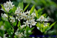 柑橘花期是什么時(shí)候，如何管理、用什么農(nóng)藥