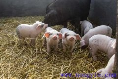 剛出生仔豬怎么養(yǎng)？哺乳仔豬飼養(yǎng)管理要點(diǎn)