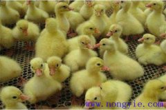 剛買回來的鵝苗如何飼養(yǎng)，如何預(yù)防疾病？