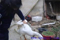 家里怎樣殺鵝，殺鵝怎么拔毛最快干凈？