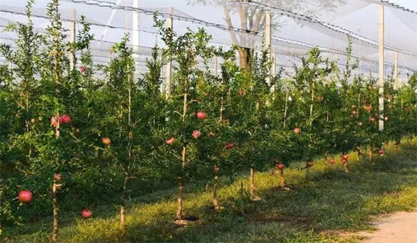 石榴設施栽培必須要解決的六大技術
