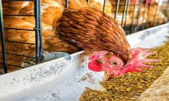 雞浪費(fèi)飼料？告訴你養(yǎng)雞省料的小竅門(mén)