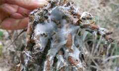 蒼術(shù)白絹病有何癥狀，怎樣防治蒼術(shù)白絹病？