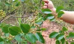 金剛藤有何藥用價(jià)值？臨床應(yīng)用如何？