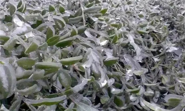 如何預(yù)防茶樹(shù)凍害