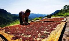 花椒采摘后怎樣晾曬？花椒晾干方法簡介