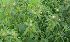 白術(shù)的主要病害有哪些？其防治方法如何？