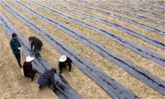 茶苗地膜覆蓋栽培有哪些好處，具體方法是什么