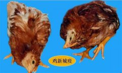 雞呼吸道疾病有哪些，防治治療的重點是什么？