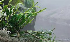 石斛需要什么樣的生長環(huán)境？