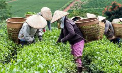 茶葉采摘標(biāo)準(zhǔn)有幾種？