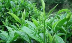 什么叫做采摘周期，什么時(shí)間采摘茶葉為宜？