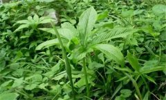 半夏的主要病害有哪些？應(yīng)如何防治？