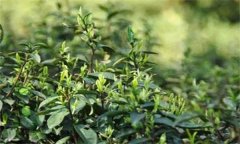 如何對(duì)茶樹越冬休眠期病蟲害進(jìn)行綠色防控？